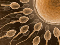 spermatozoidai